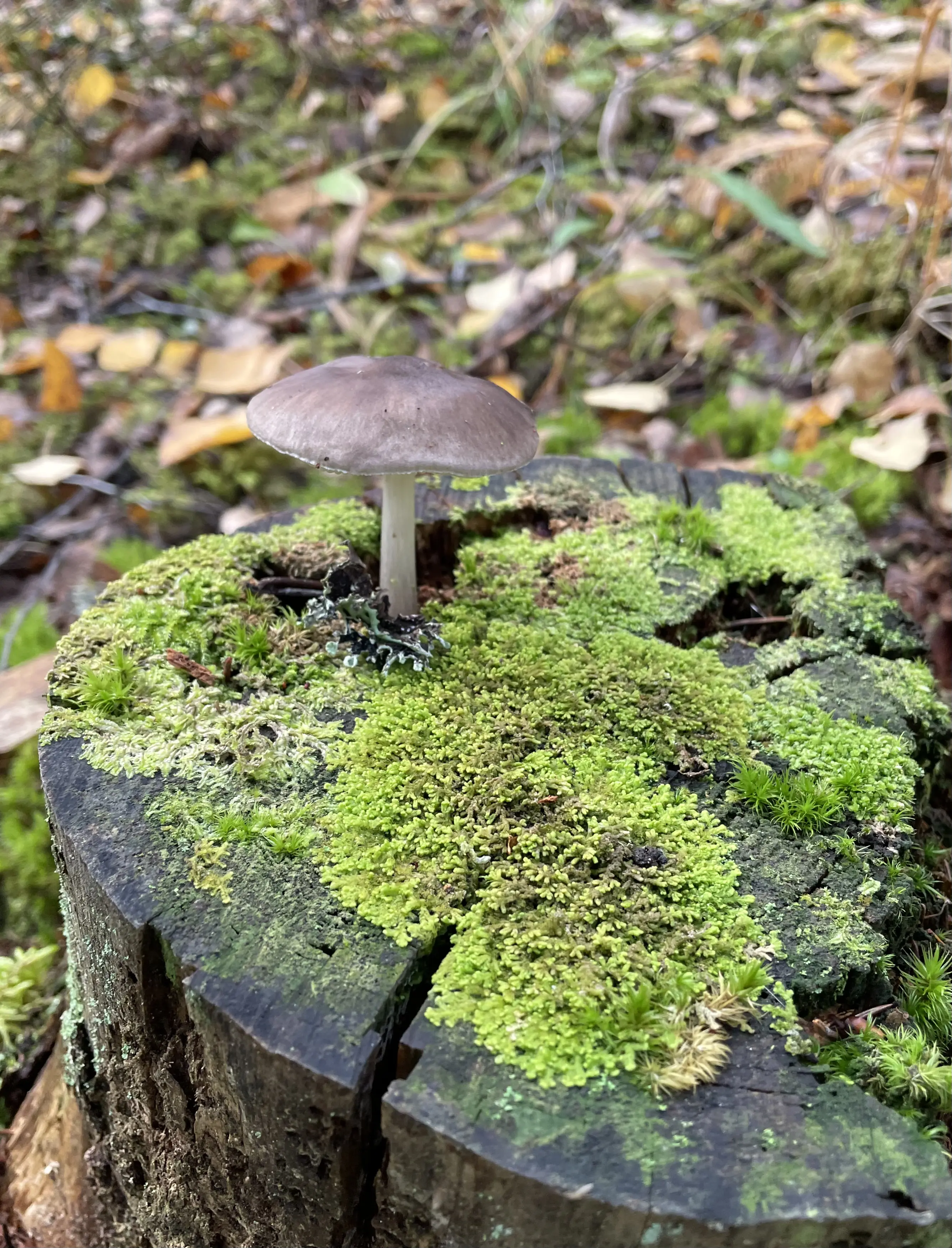 Moss growing on an old stump.